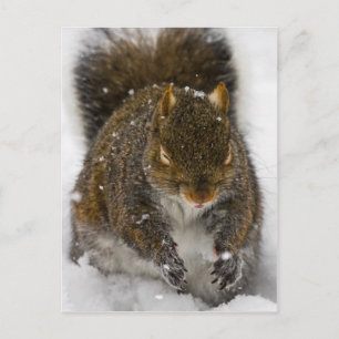 Bad Taste Postcard