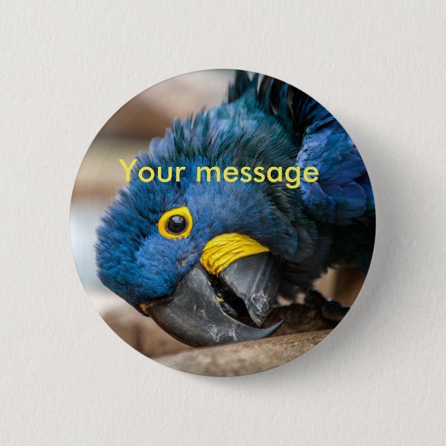 Badge pin button blue Hyacinth macaw parrot (Front)