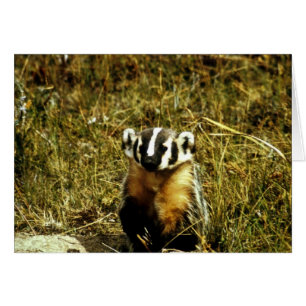 Badger
