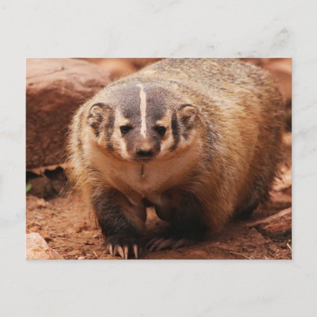 Badger Holiday Postcard (Front)