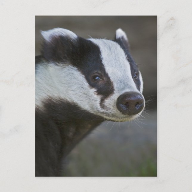 Badger Portrait Postcard (Front)