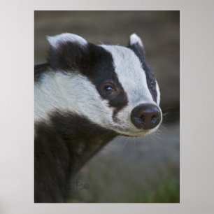 Badger Portrait Print