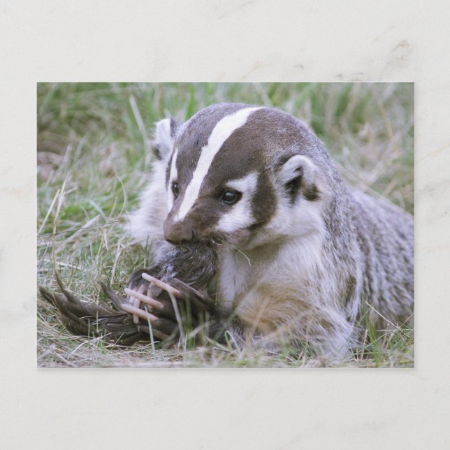 Badger Postcard (Front)