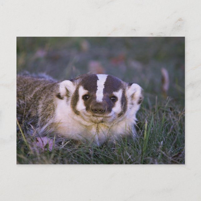 Badger Postcard (Front)