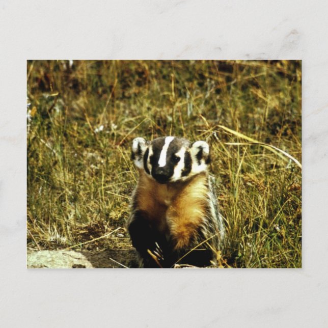 Badger Postcard (Front)