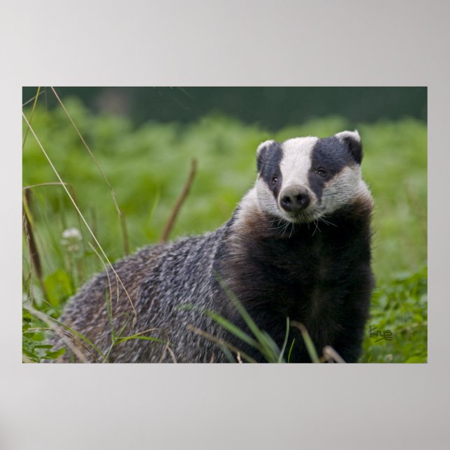 Badger Print (Front)