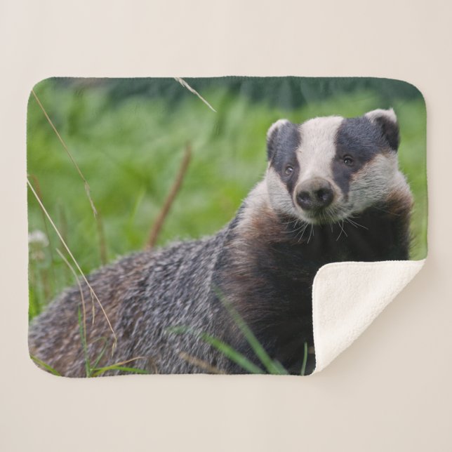 Badger Sherpa Blanket (Front (Horizontal))