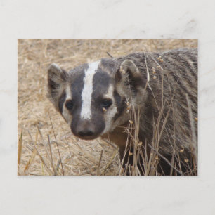 Badger Staredown Postcard