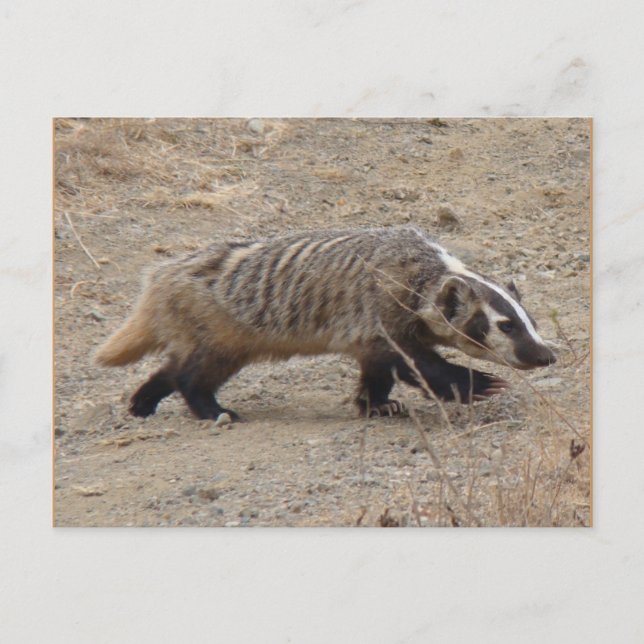 Badger Walking Postcard (Front)