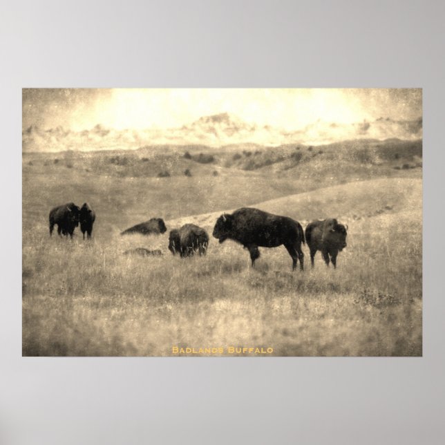 Badlands Bison Poster (Front)
