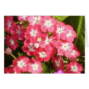 Badrinath Valley of Flowers 1