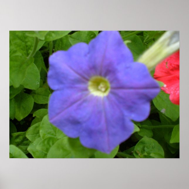 Baeutiful Blue Petunia Print (Front)
