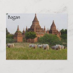 bagan temple cattle postcard