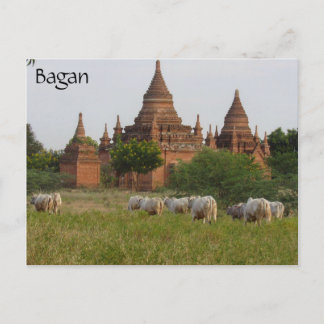 bagan temple cattle postcard