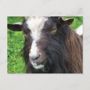 Bagot Goat   Rare Breed Postcard