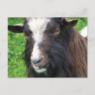 Bagot Goat | Rare Breed Postcard