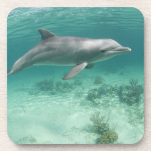 Bahamas, Grand Bahama Island, Freeport, Captive 6 Coaster