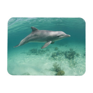 Bahamas, Grand Bahama Island, Freeport, Captive 6 Magnet