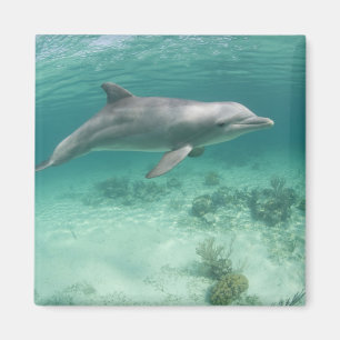 Bahamas, Grand Bahama Island, Freeport, Captive 6 Magnet