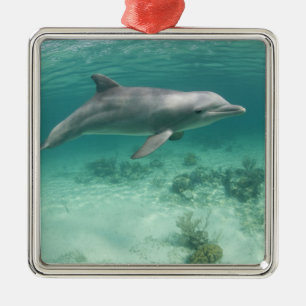 Bahamas, Grand Bahama Island, Freeport, Captive 6 Metal Tree Decoration