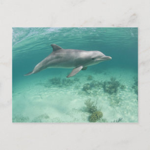 Bahamas, Grand Bahama Island, Freeport, Captive 6 Postcard