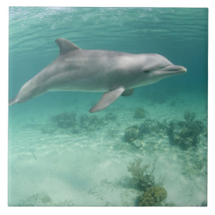 Bahamas, Grand Bahama Island, Freeport, Captive 6 Tile