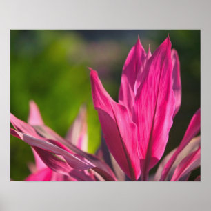 BAHAMAS, New Providence Island, Nassau: Paradise Poster