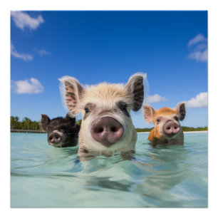 Bahamas Swimming Pig 2024 Poster