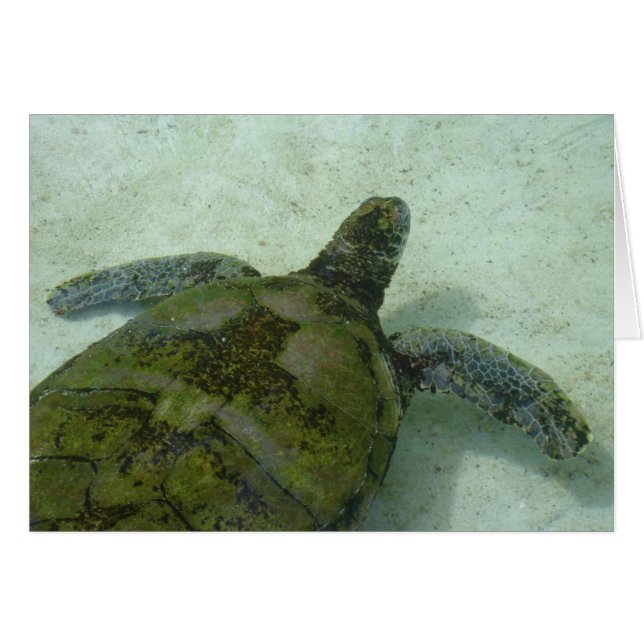 Bahamas Turtle (Front Horizontal)