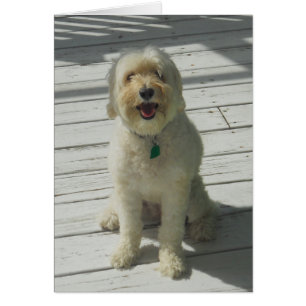 Bailey the Beautiful Dog Posing on the Deck - Card