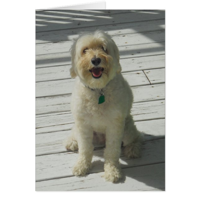 Bailey the Beautiful Dog Posing on the Deck - Card (Front)