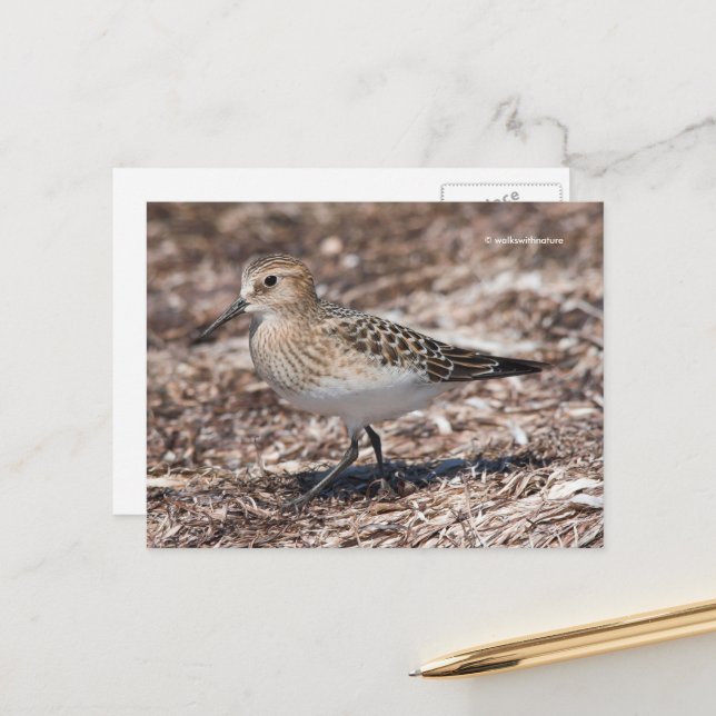 Baird's Sandpiper on the Beach Postcard (Front/Back In Situ)