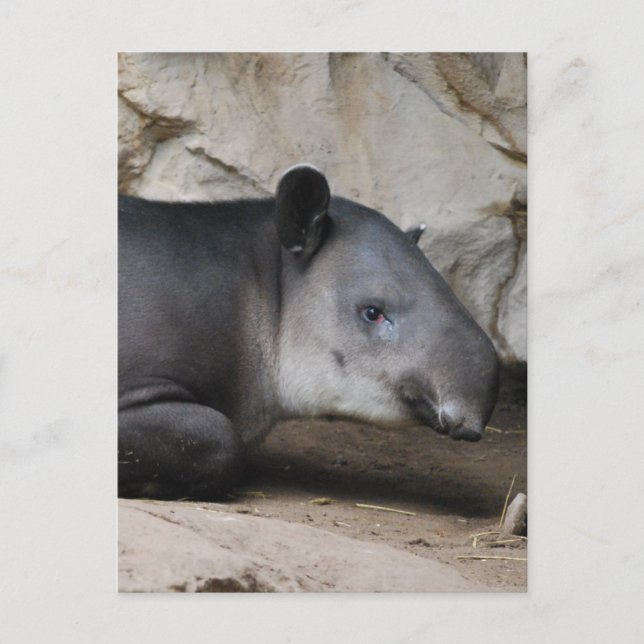 Baird's Tapir Postcard (Front)