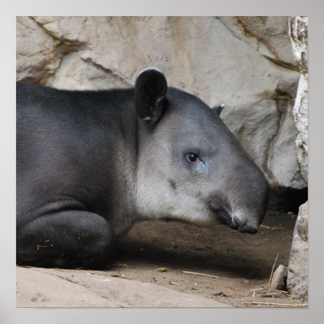 Bairds Tapir Poster  (Front)