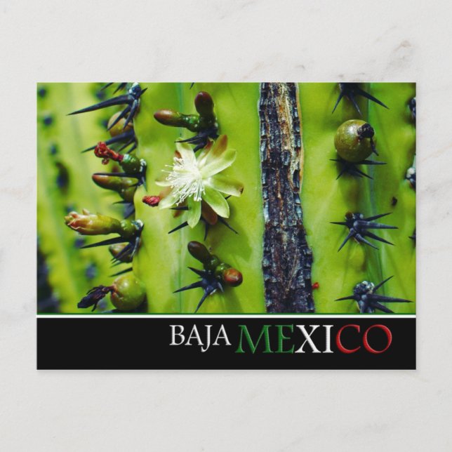 Baja Mexico Postcard (Front)