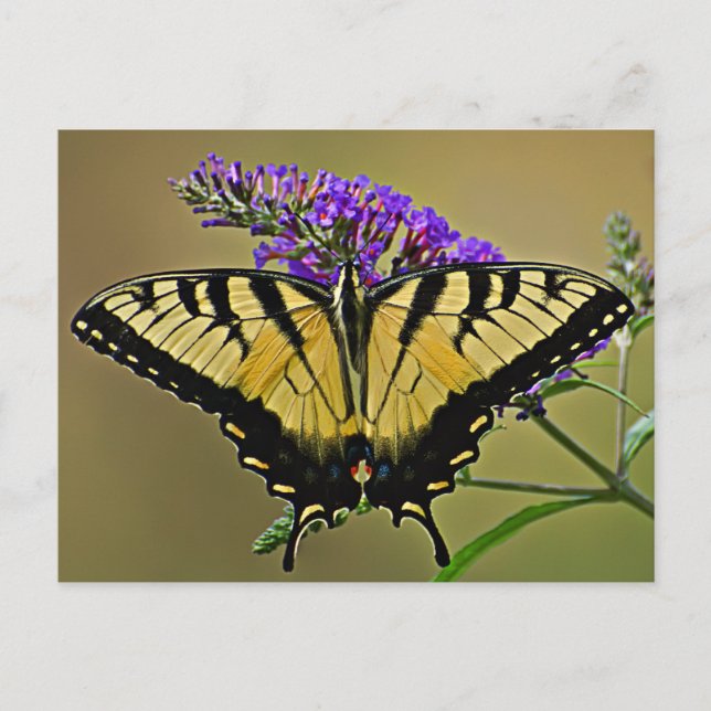 balance postcard (Front)