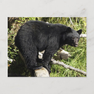"Balancing Act" Black Bear Wildlife Postcard