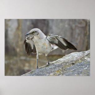 "Balancing Act" Juvenile Mockingbird Poster
