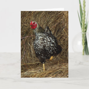"Balancing" - Barnyard Chicken on One Foot in Hay Card