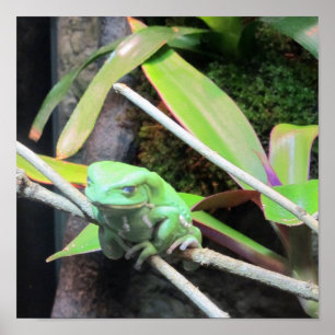 Balancing Frog Poster