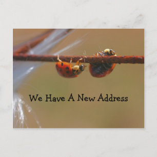 Balancing Ladybugs Change Of Address Announcement Postcard