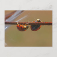 Balancing Ladybugs Nature Photography Postcard