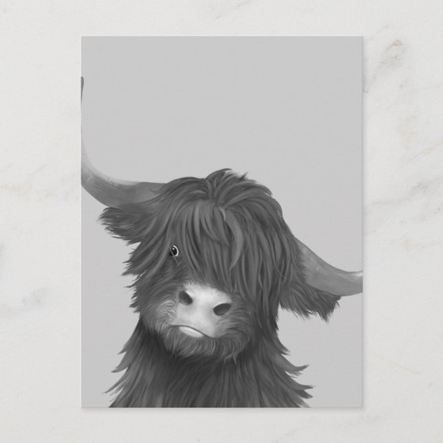 Balck and White Highland Cow  Postcard (Front)