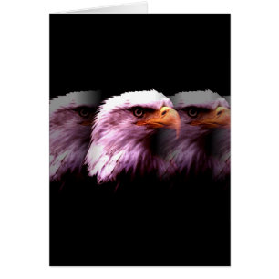 Bald American Eagle