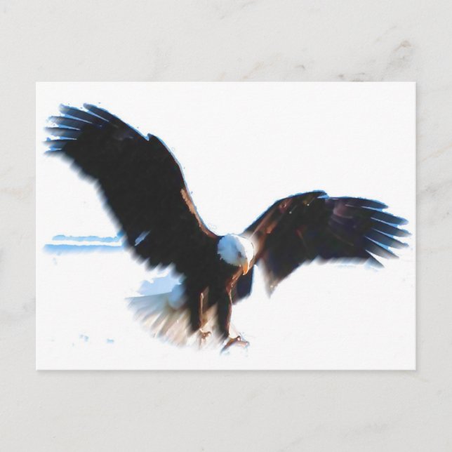 Bald American Eagle Landing Postcard (Front)