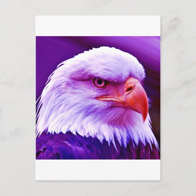 Bald American Eagle Postcard (Front)