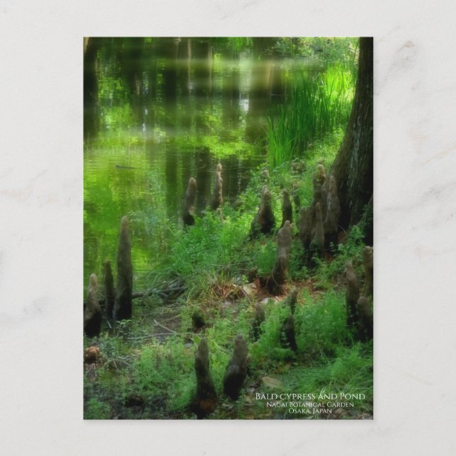 Bald cypress and Pond：Postcard Postcard (Front)