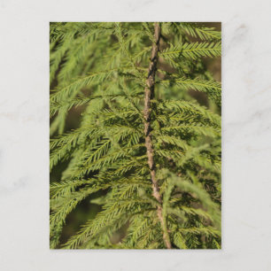 Bald Cypress Branch Postcard