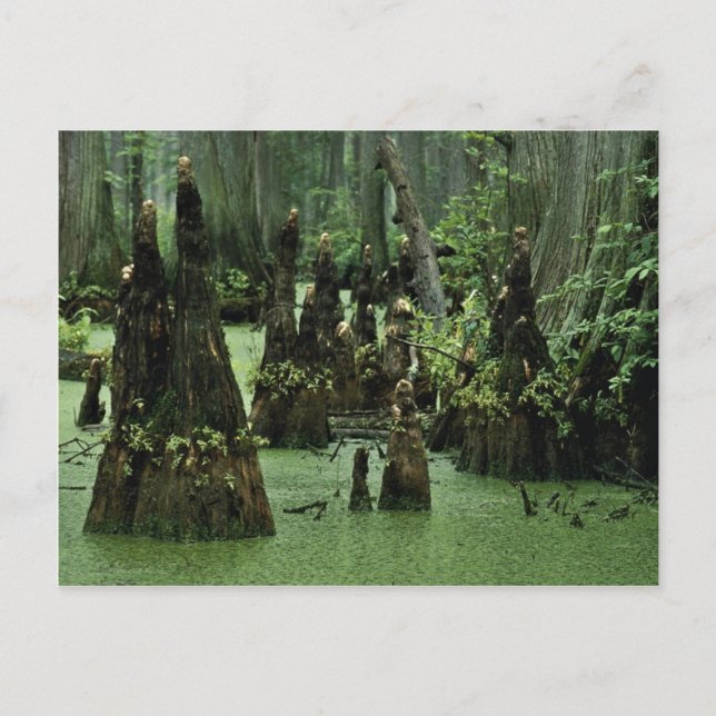 Bald cypress knees rising from swamp water postcard (Front)