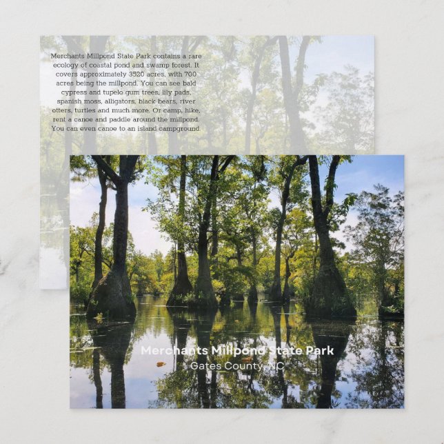 Bald Cypress Postcard (Front/Back)